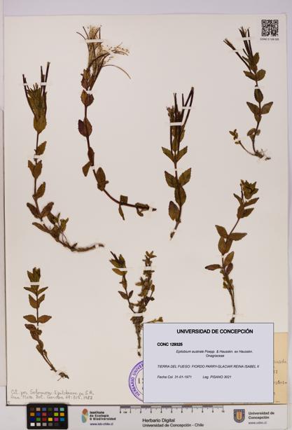 Epilobium australe [Espécimen: UDEC:CONC:0129325]