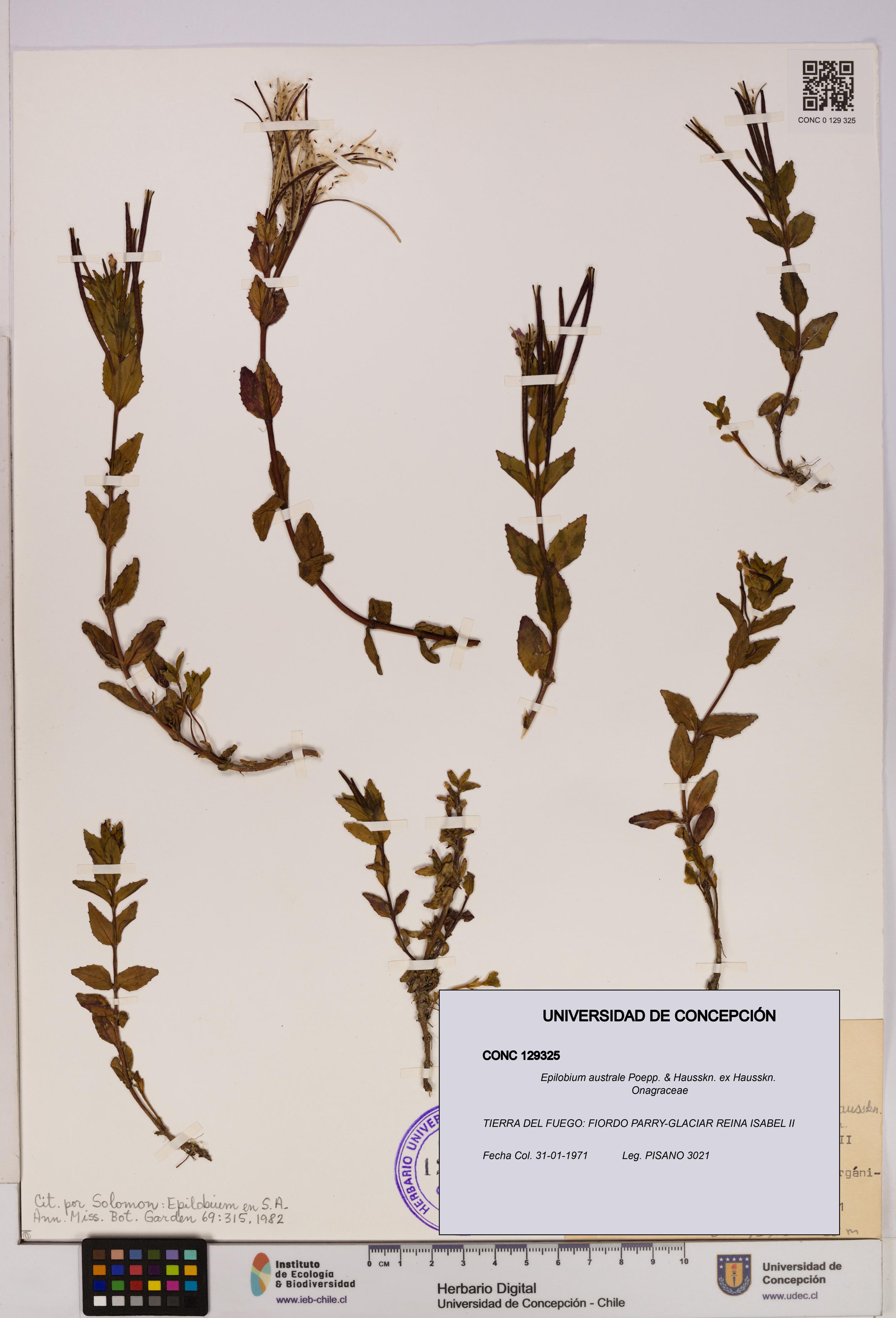 Epilobium australe [Espécimen: UDEC:CONC:0129325]