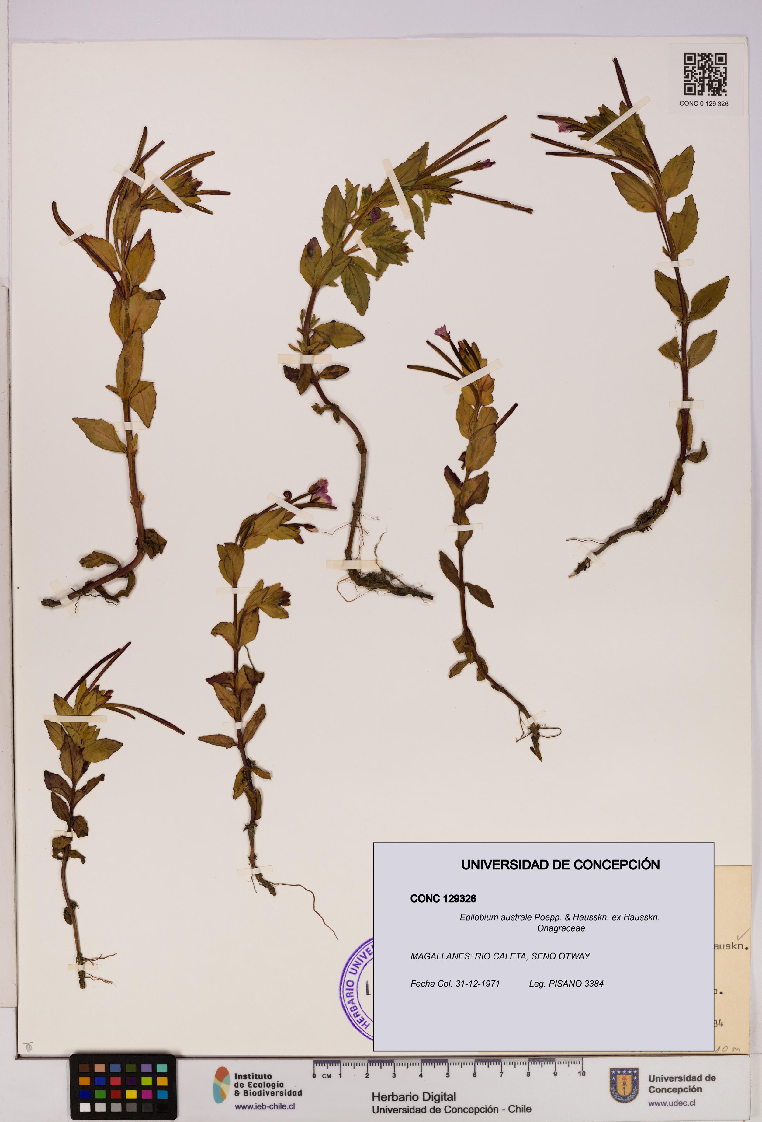 Epilobium australe [Espécimen: UDEC:CONC:0129326]