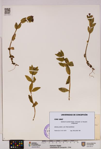 Epilobium australe [Espécimen: UDEC:CONC:0129327]