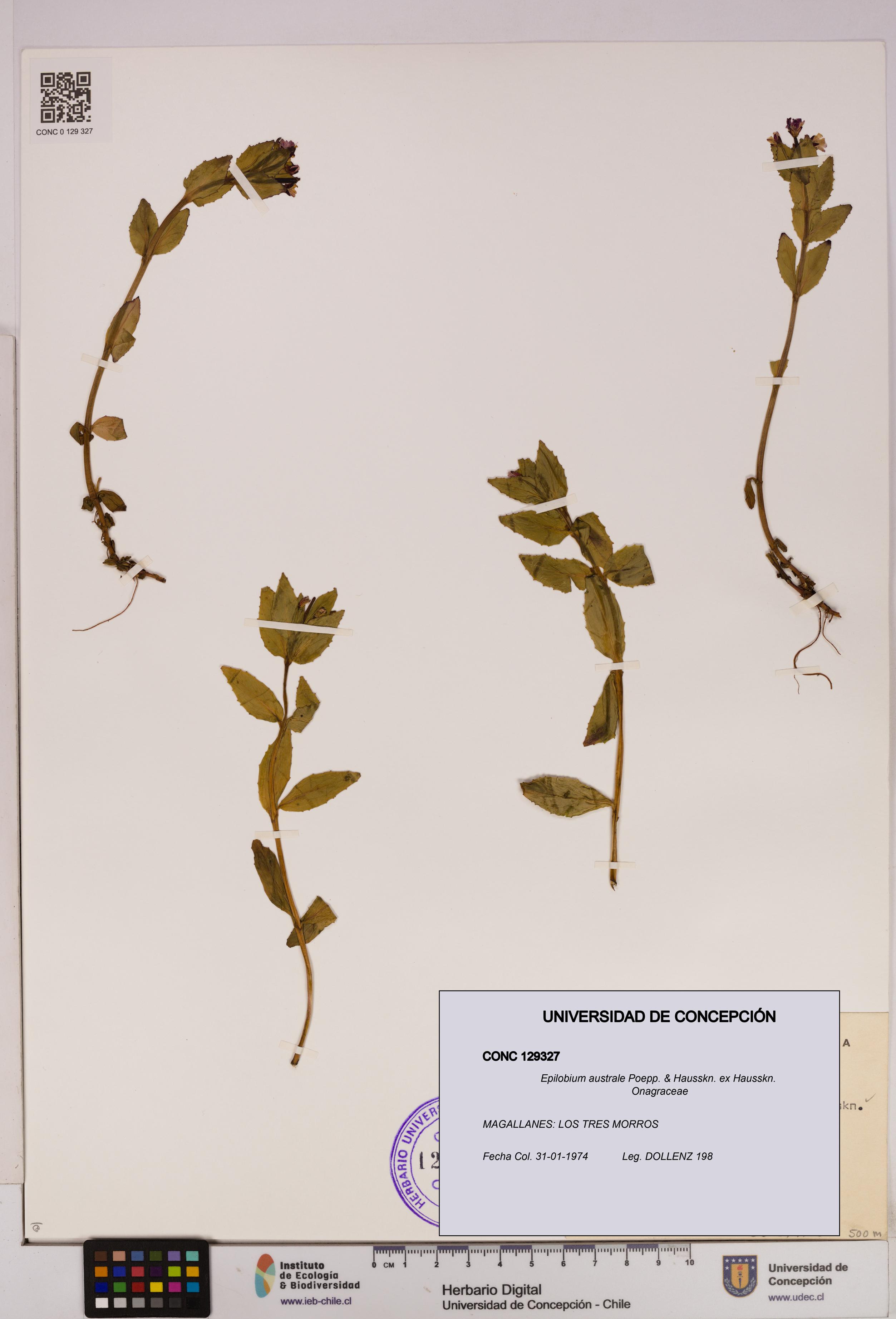 Epilobium australe [Espécimen: UDEC:CONC:0129327]
