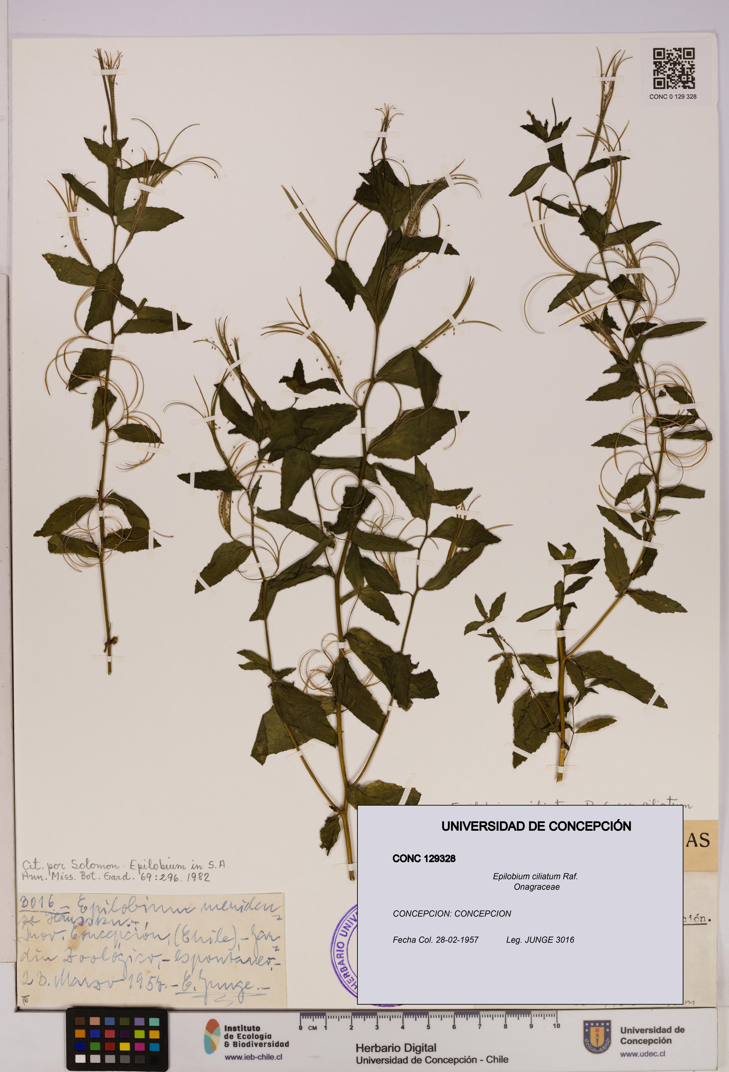 Epilobium ciliatum [Espécimen: UDEC:CONC:0129328]