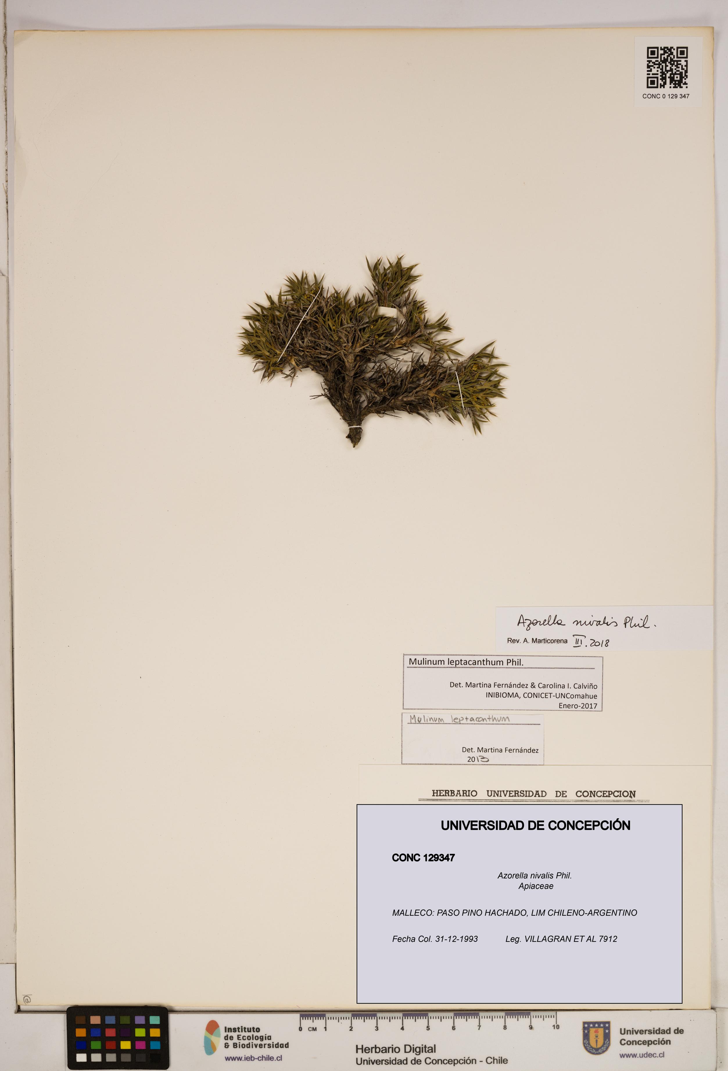Azorella nivalis [Espécimen: ]