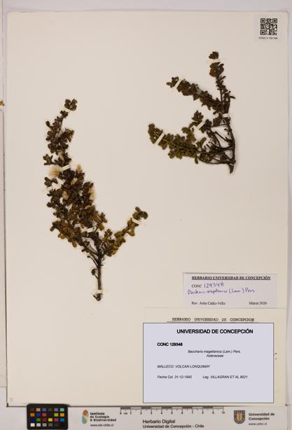 Baccharis magellanica [Espécimen: UDEC:CONC:0129348]
