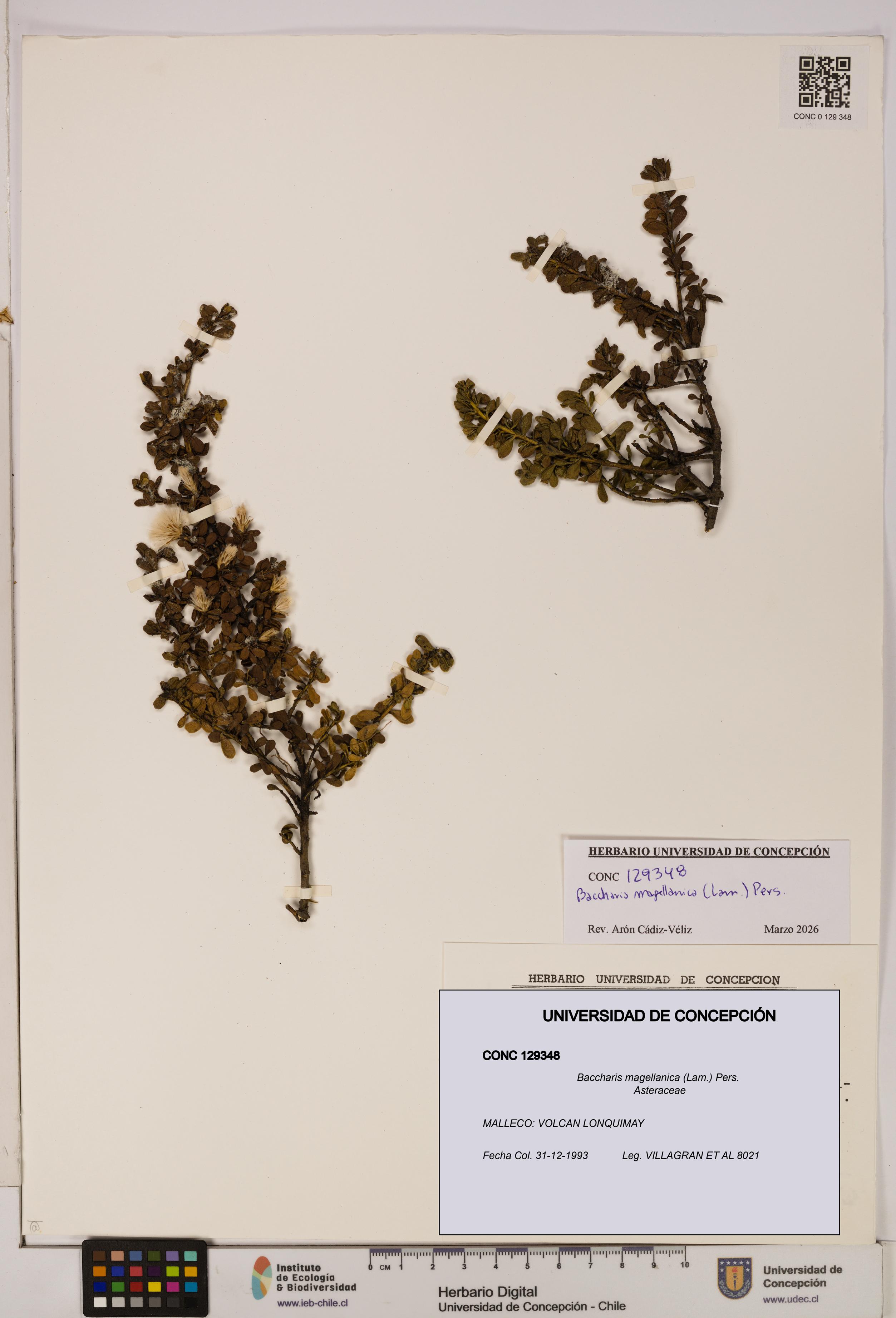 Baccharis magellanica [Espécimen: UDEC:CONC:0129348]