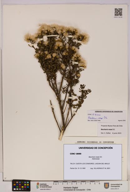Baccharis neaei [Espécimen: UDEC:CONC:0129350]