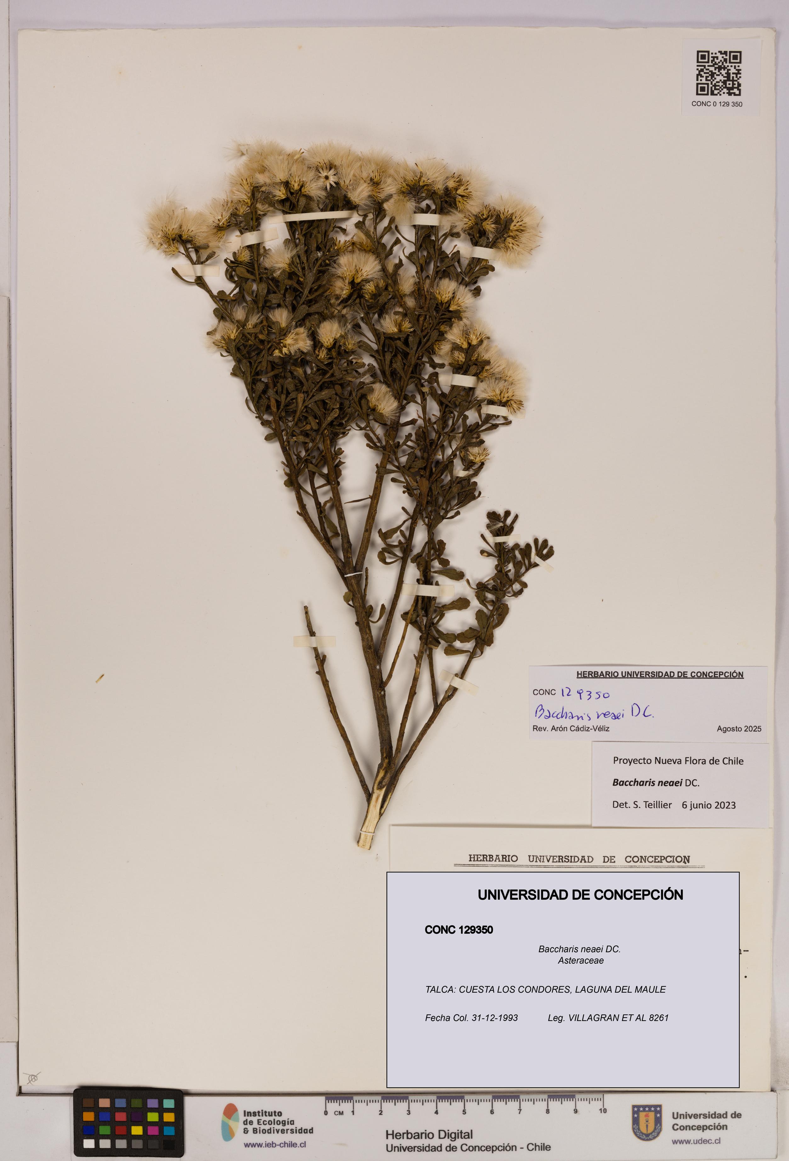 Baccharis neaei [Espécimen: UDEC:CONC:0129350]