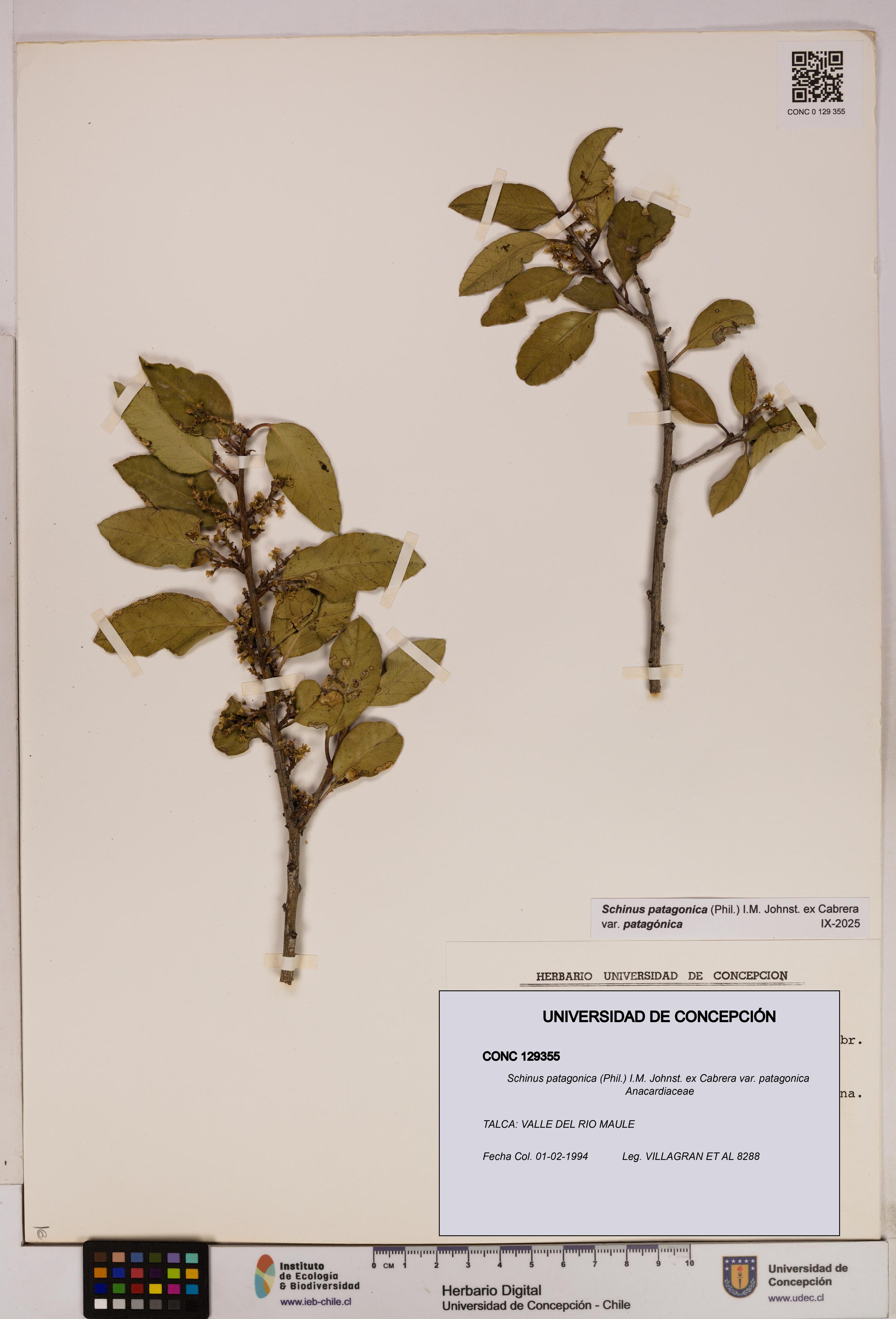 Schinus patagonica [Espécimen: UDEC:CONC:0129355]