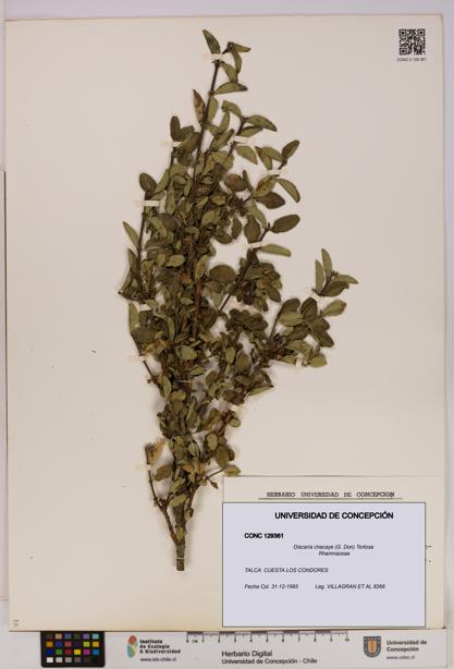 Discaria chacaye [Espécimen: UDEC:CONC:0129361]