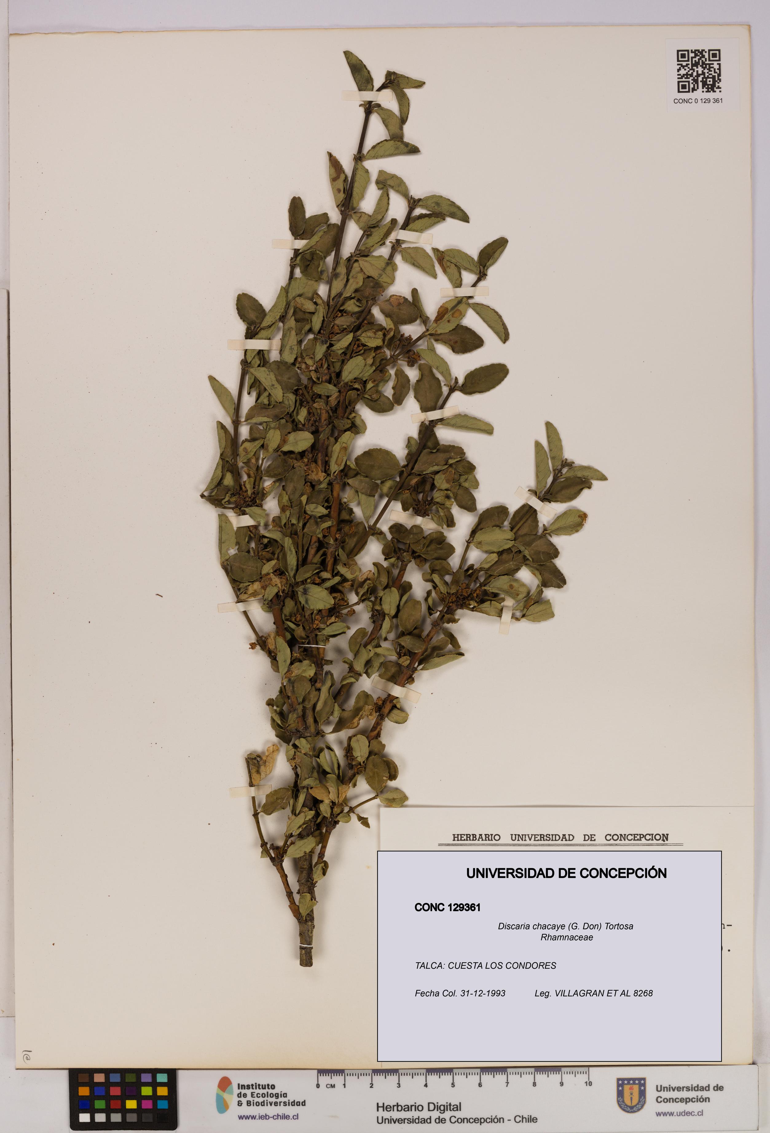 Discaria chacaye [Espécimen: UDEC:CONC:0129361]