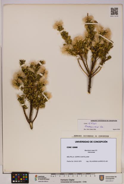 Baccharis neaei [Espécimen: UDEC:CONC:0129365]