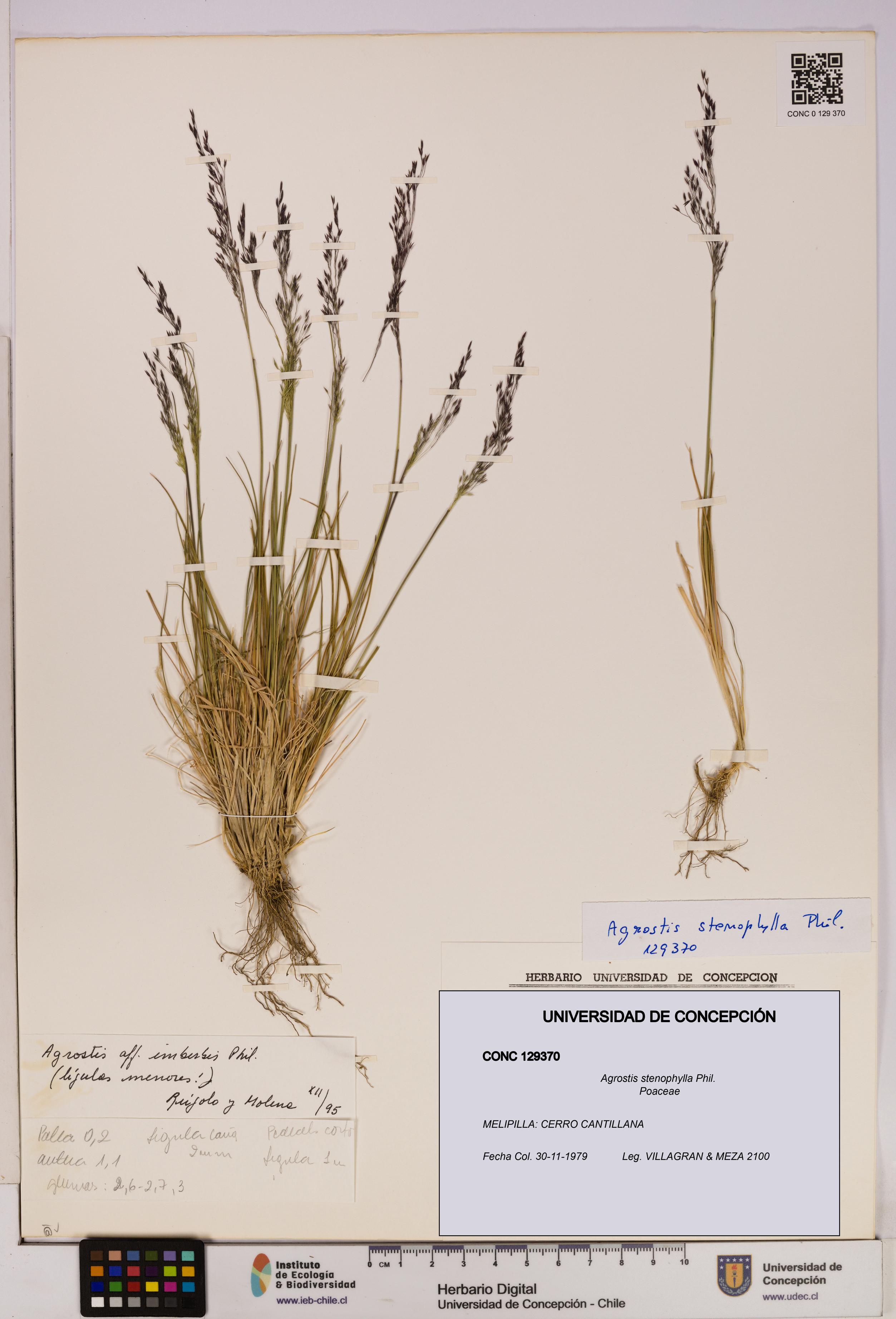 Agrostis stenophylla [Espécimen: UDEC:CONC:0129370]