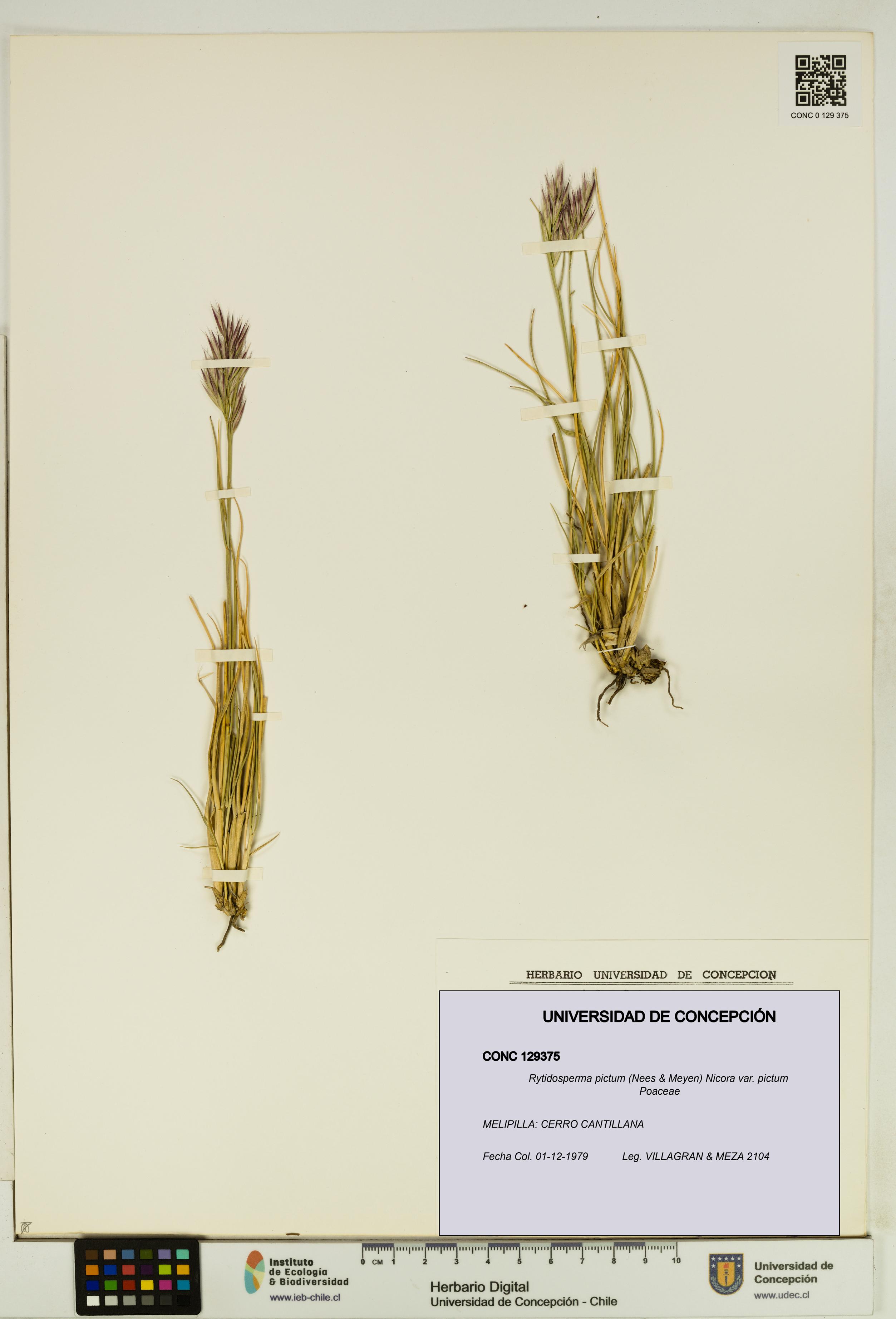Rytidosperma pictum var. pictum [Espécimen: UDEC:CONC:0129375]