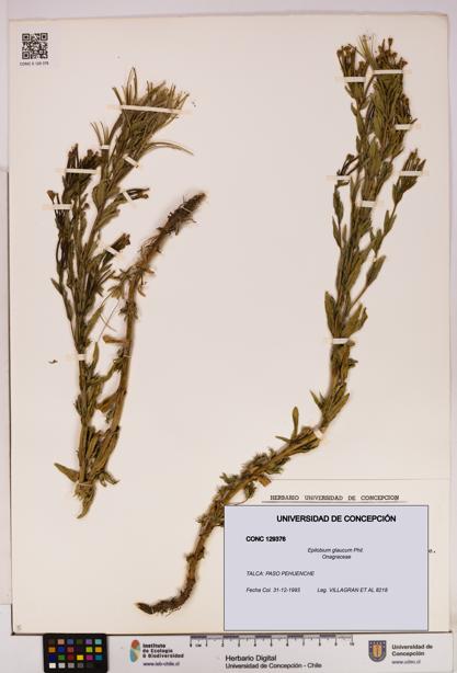 Epilobium glaucum [Espécimen: UDEC:CONC:0129376]