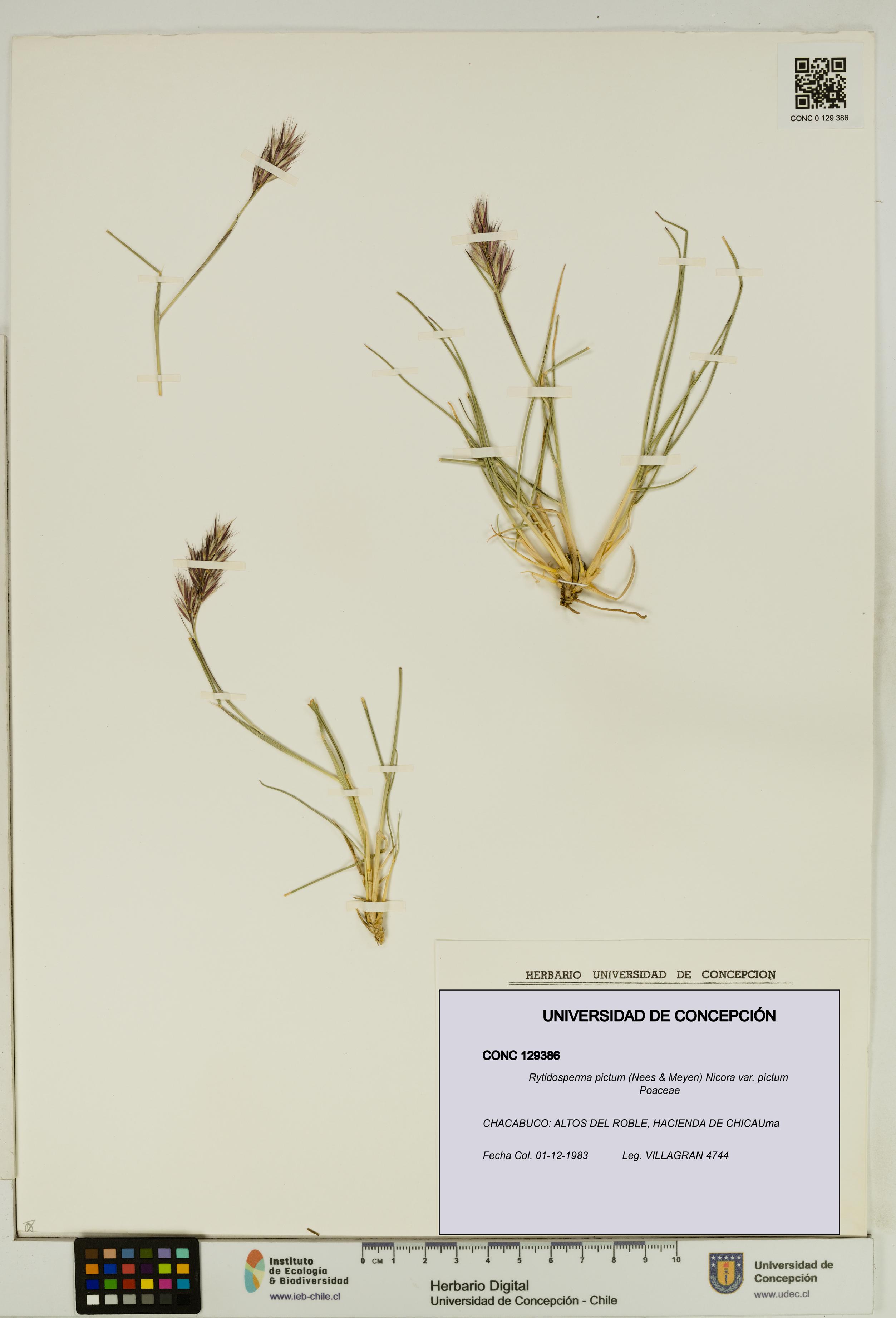 Rytidosperma pictum var. pictum [Espécimen: UDEC:CONC:0129386]