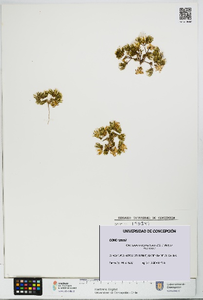 Chaetanthera euphrasioides [Espécimen: UDEC:CONC:0129387]