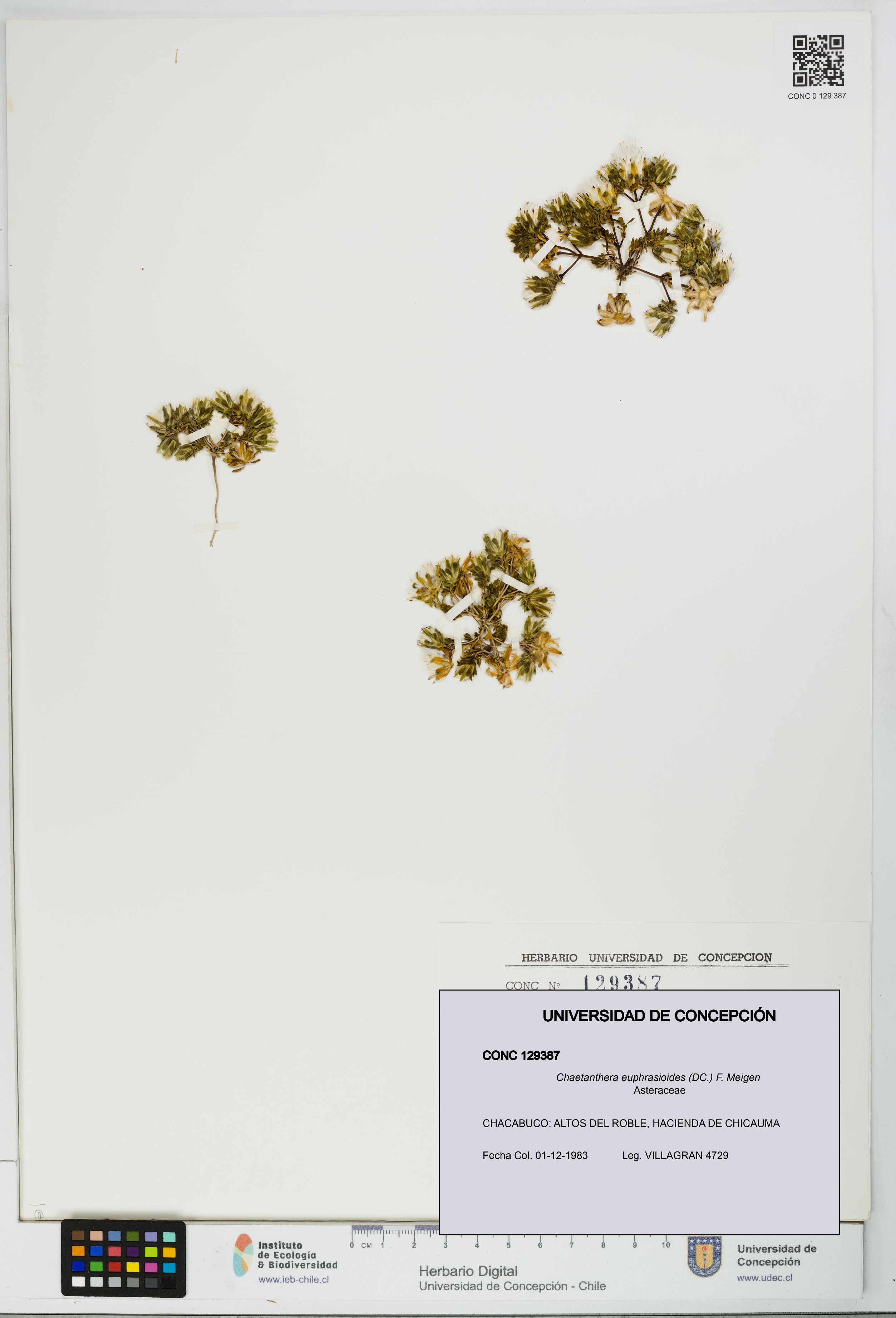Chaetanthera euphrasioides [Espécimen: UDEC:CONC:0129387]
