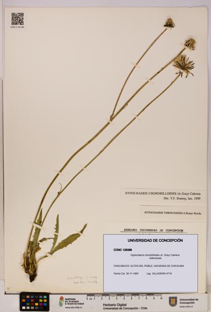 Hypochaeris chondrilloides [Espécimen: UDEC:CONC:0129388]