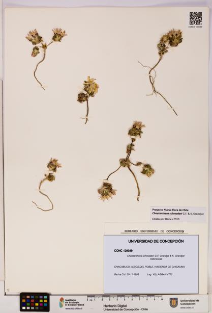 Chaetanthera schroederi [Espécimen: UDEC:CONC:0129389]