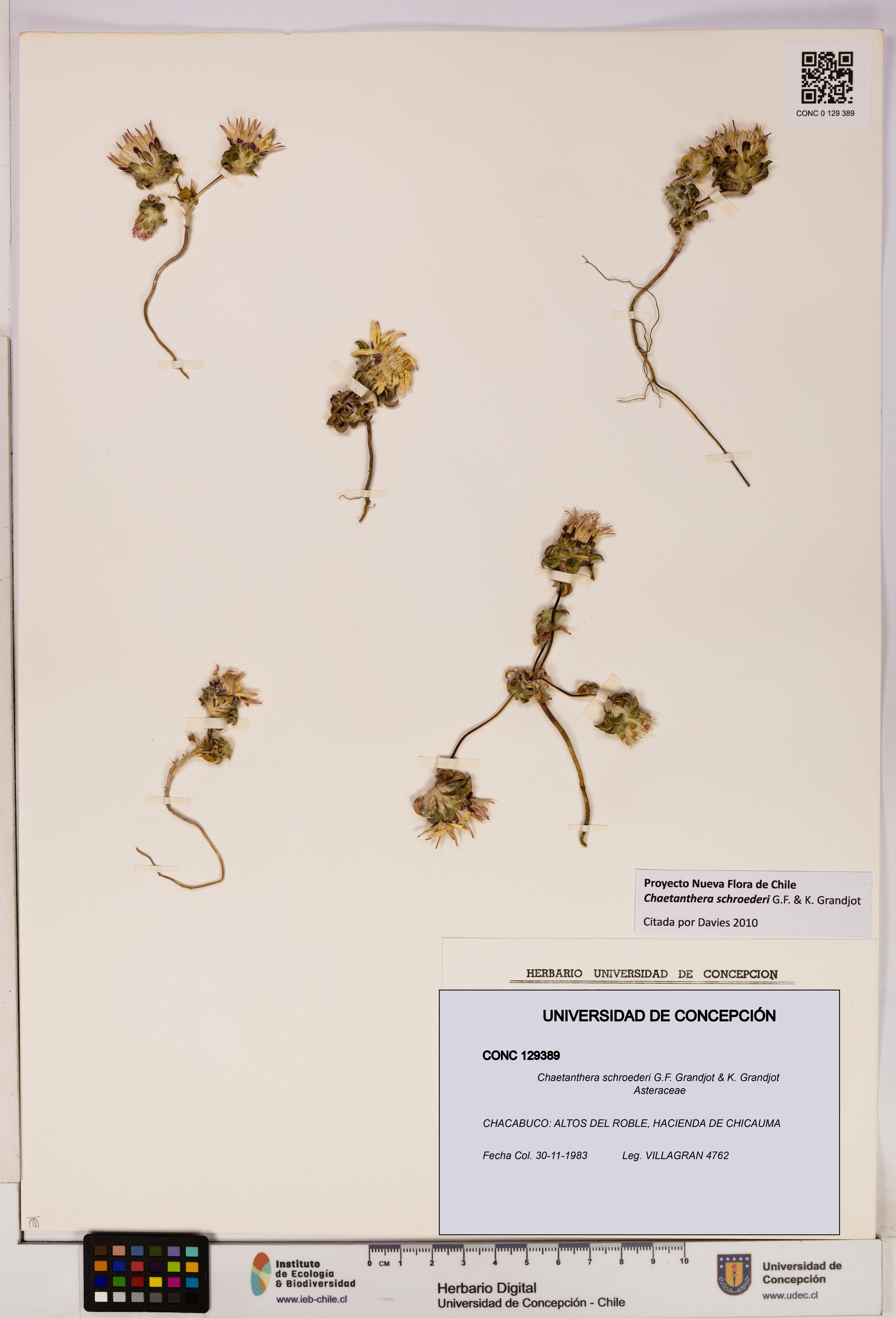 Chaetanthera schroederi [Espécimen: UDEC:CONC:0129389]