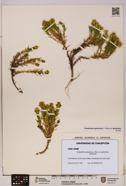 Chaetanthera glandulosa var. glandulosa [Espécimen: UDEC:CONC:0129390]