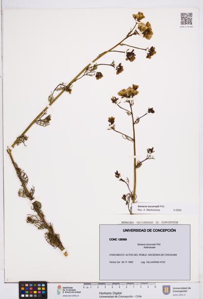 Senecio tocornalii [Espécimen: ]