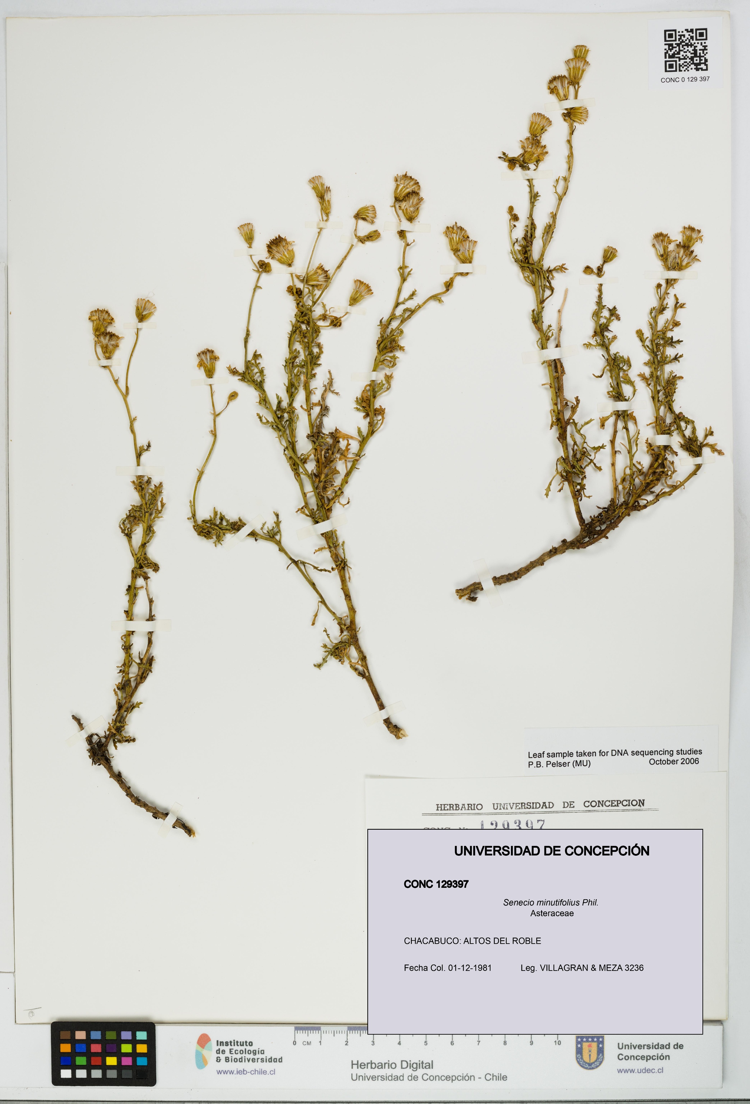 Senecio minutifolius [Espécimen: UDEC:CONC:0129397]