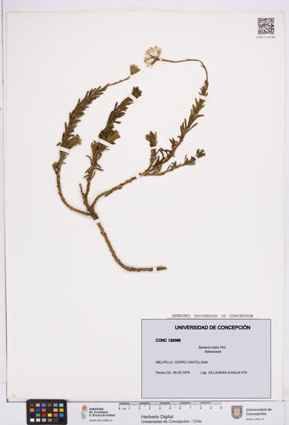 Senecio tristis [Espécimen: ]