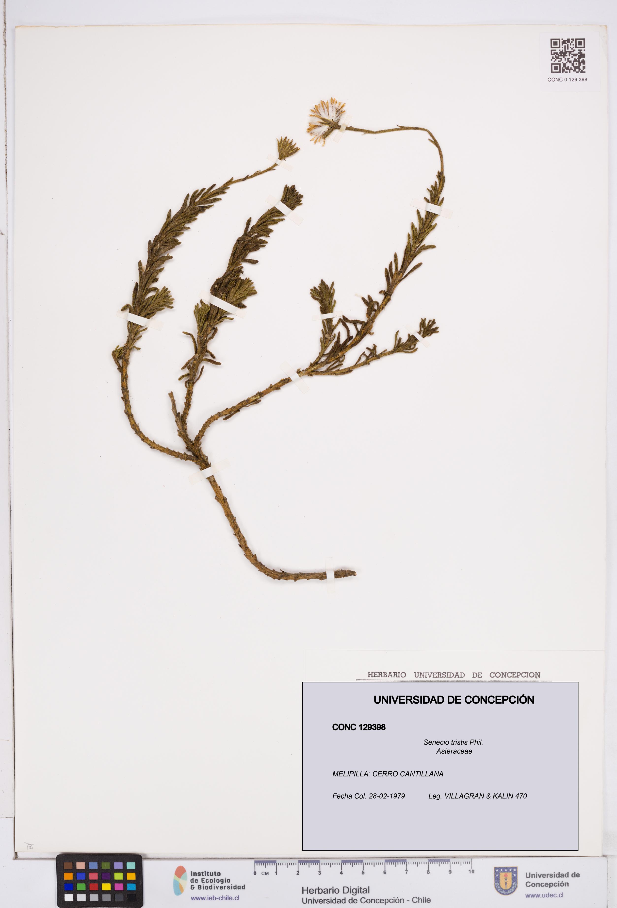 Senecio tristis [Espécimen: ]