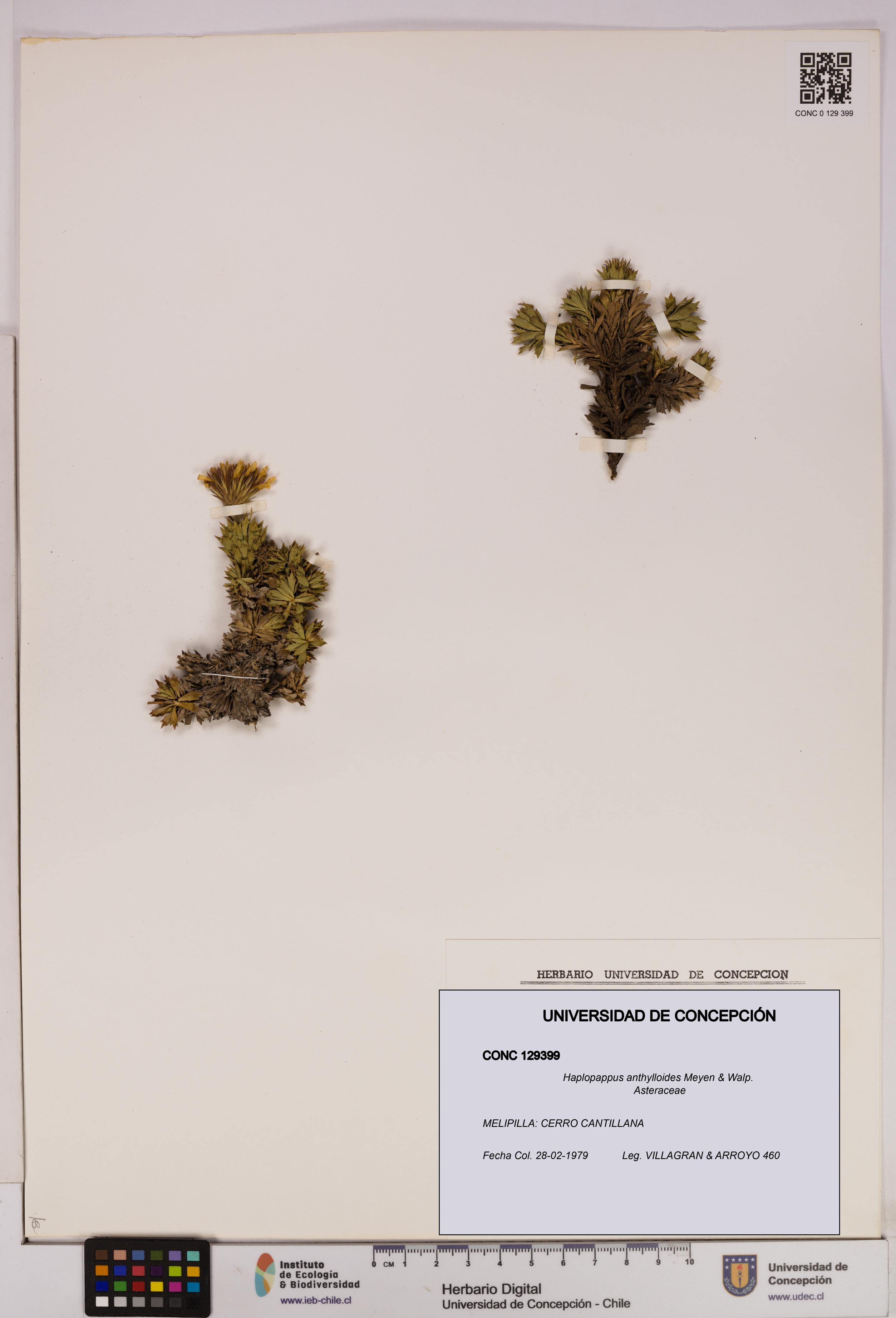 Haplopappus anthylloides [Espécimen: UDEC:CONC:0129399]
