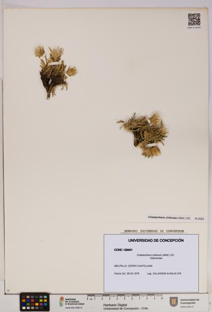 Chaetanthera chilensis [Espécimen: UDEC:CONC:0129401]