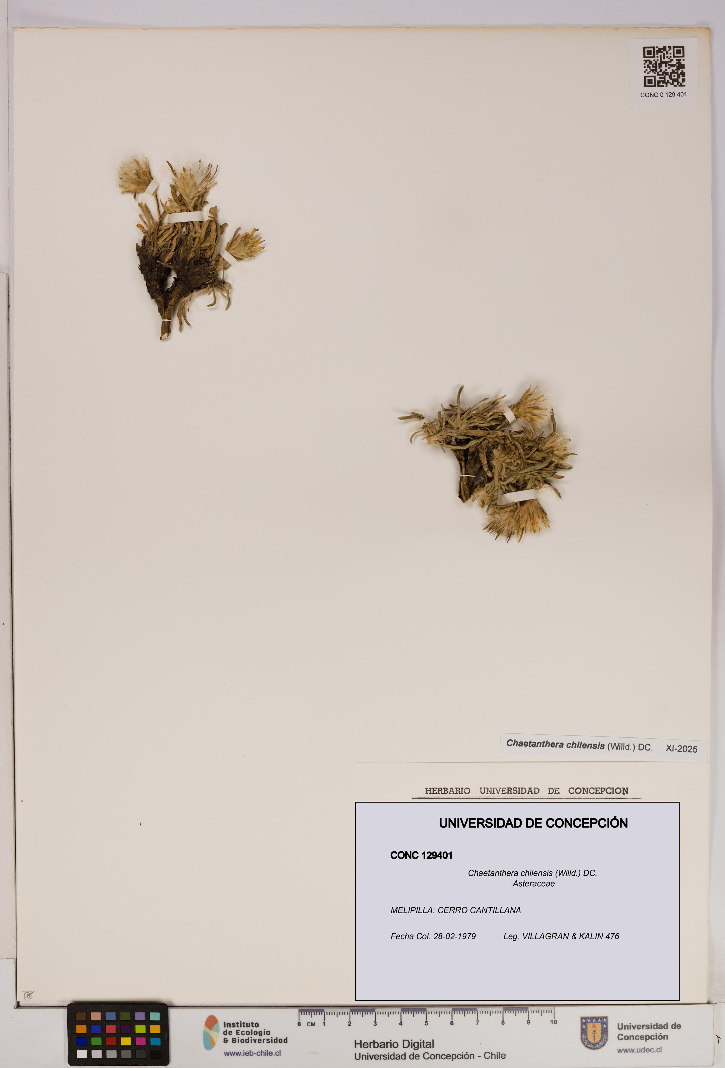 Chaetanthera chilensis [Espécimen: UDEC:CONC:0129401]