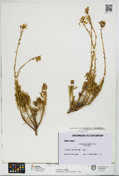 Senecio polygaloides [Espécimen: UDEC:CONC:0129402]