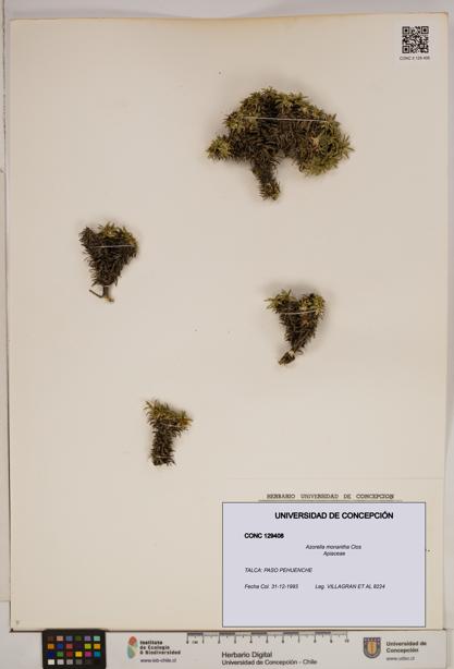 Azorella monantha [Espécimen: ]