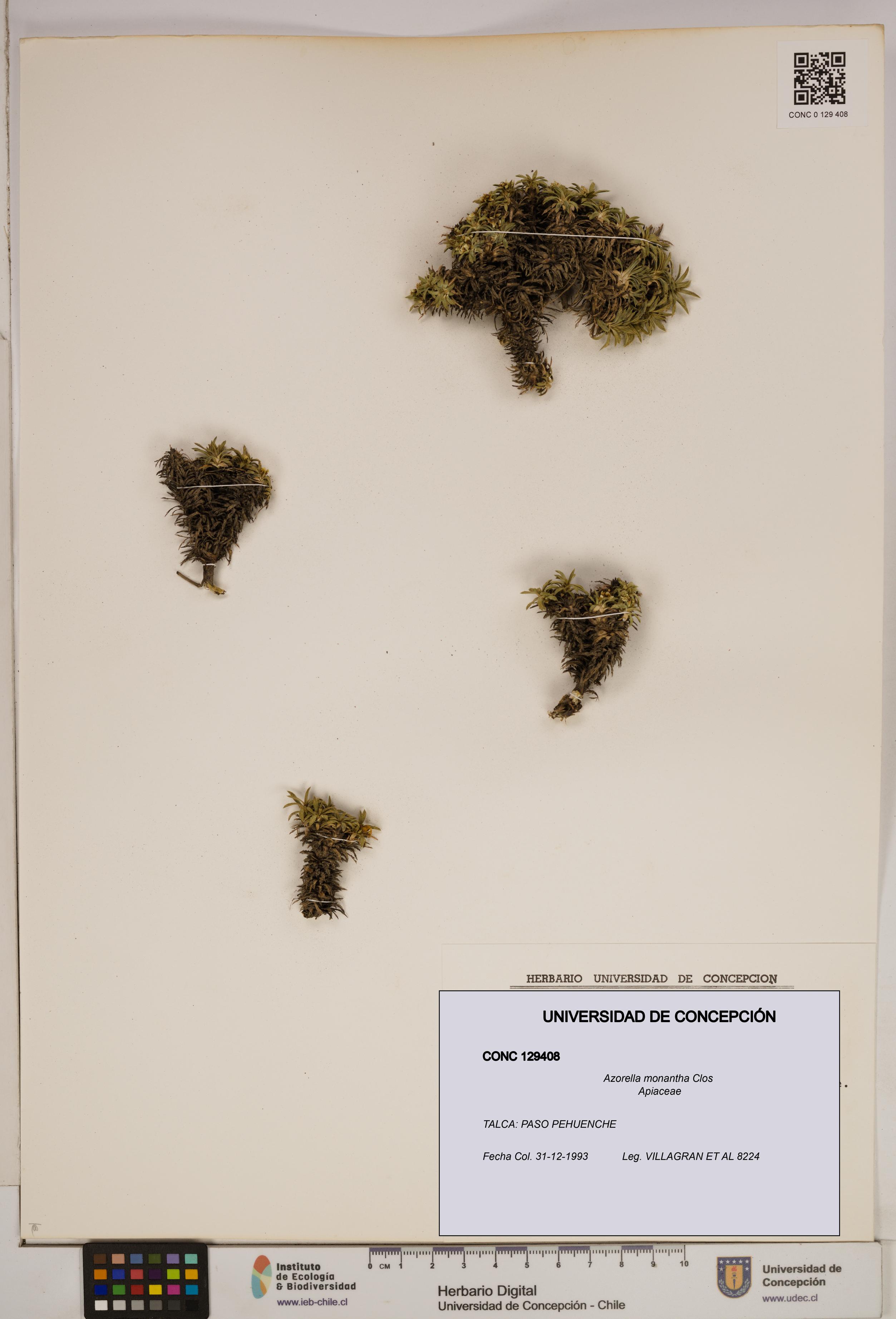 Azorella monantha [Espécimen: ]