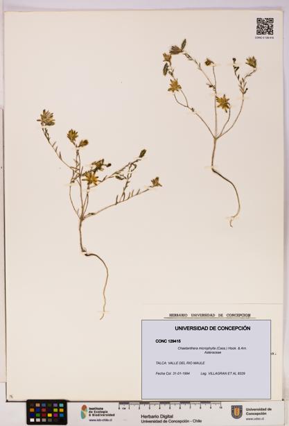 Chaetanthera microphylla [Espécimen: UDEC:CONC:0129415]