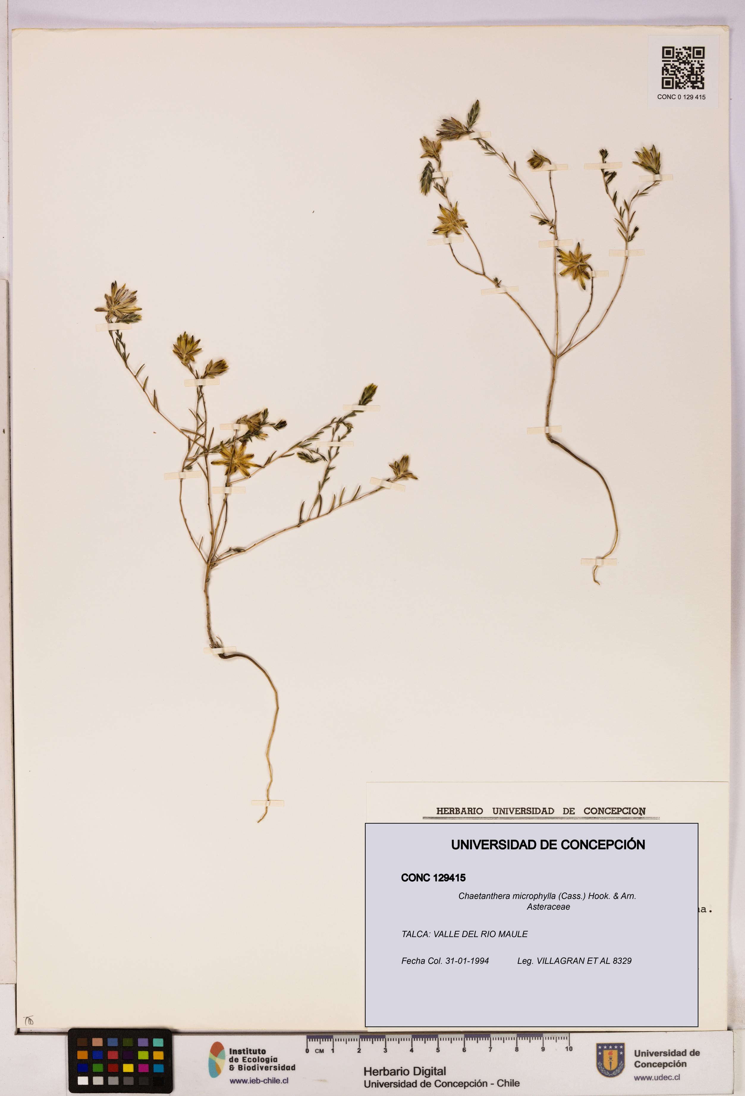 Chaetanthera microphylla [Espécimen: UDEC:CONC:0129415]