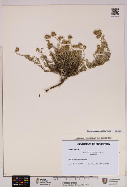 Gamochaeta serpyllifolia [Espécimen: UDEC:CONC:0129420]