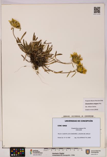 Chaetanthera elegans [Espécimen: UDEC:CONC:0129422]