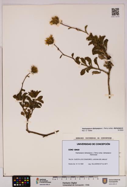 Haplopappus diplopappus subsp. diplopappus [Espécimen: UDEC:CONC:0129423]