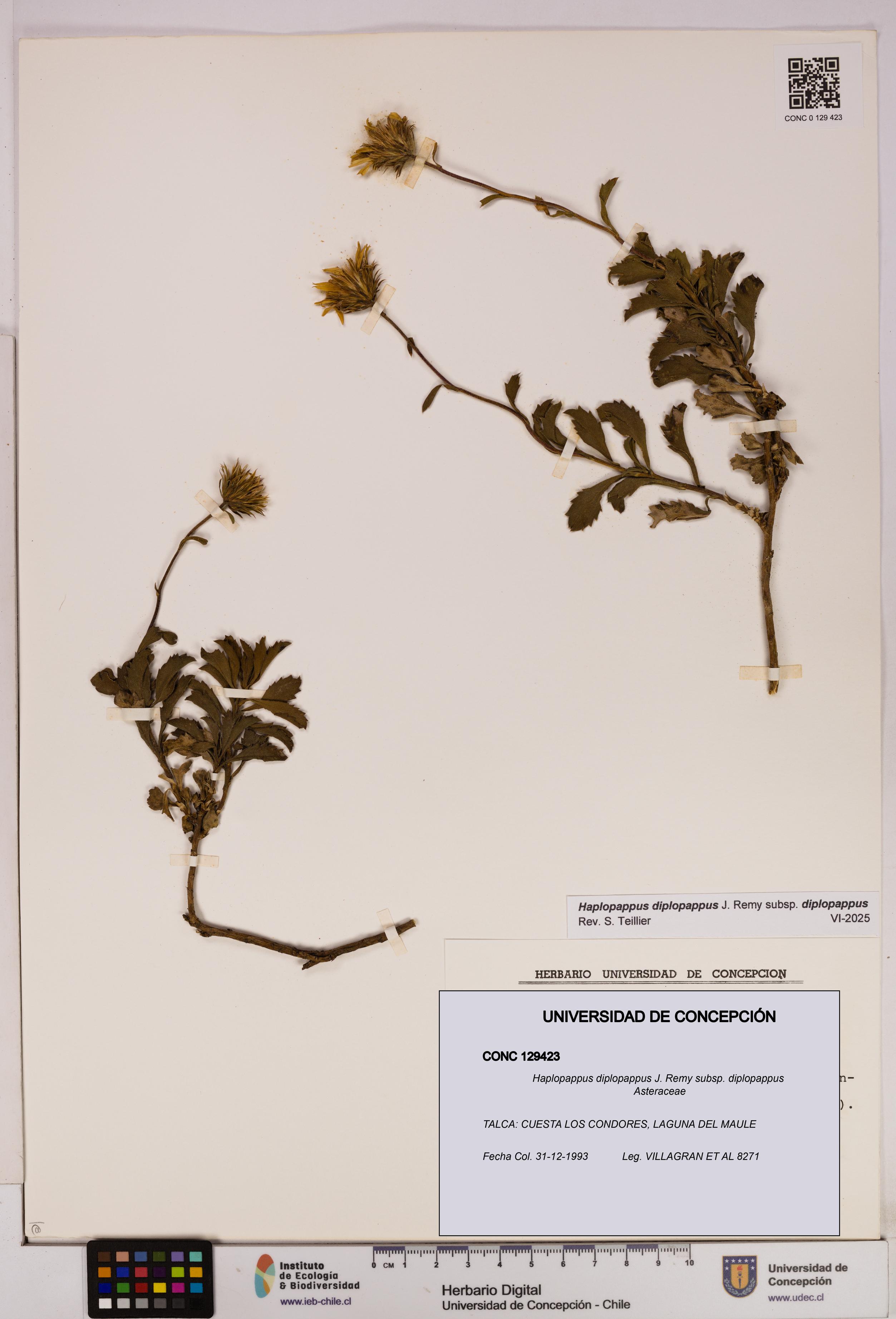 Haplopappus diplopappus subsp. diplopappus [Espécimen: UDEC:CONC:0129423]