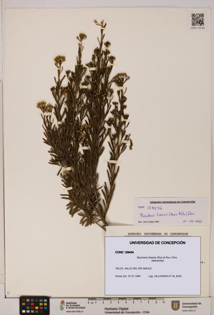 Baccharis linearis [Espécimen: UDEC:CONC:0129434]