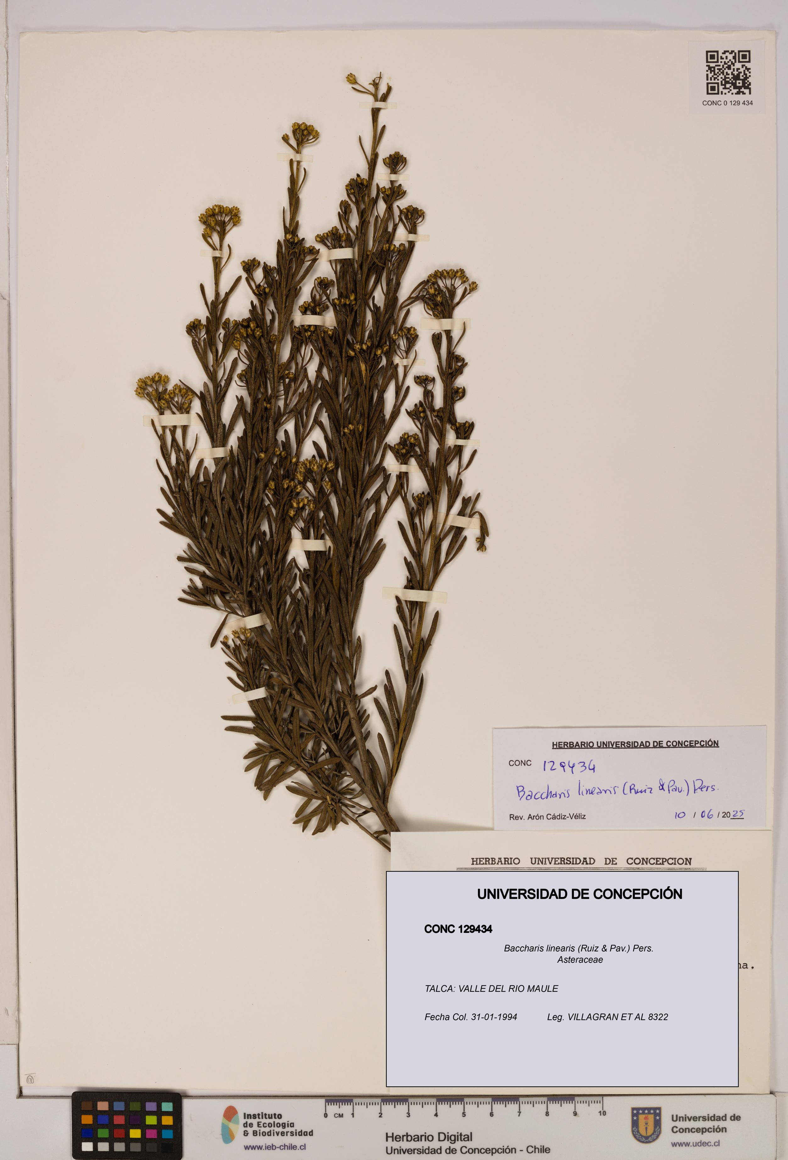 Baccharis linearis [Espécimen: UDEC:CONC:0129434]