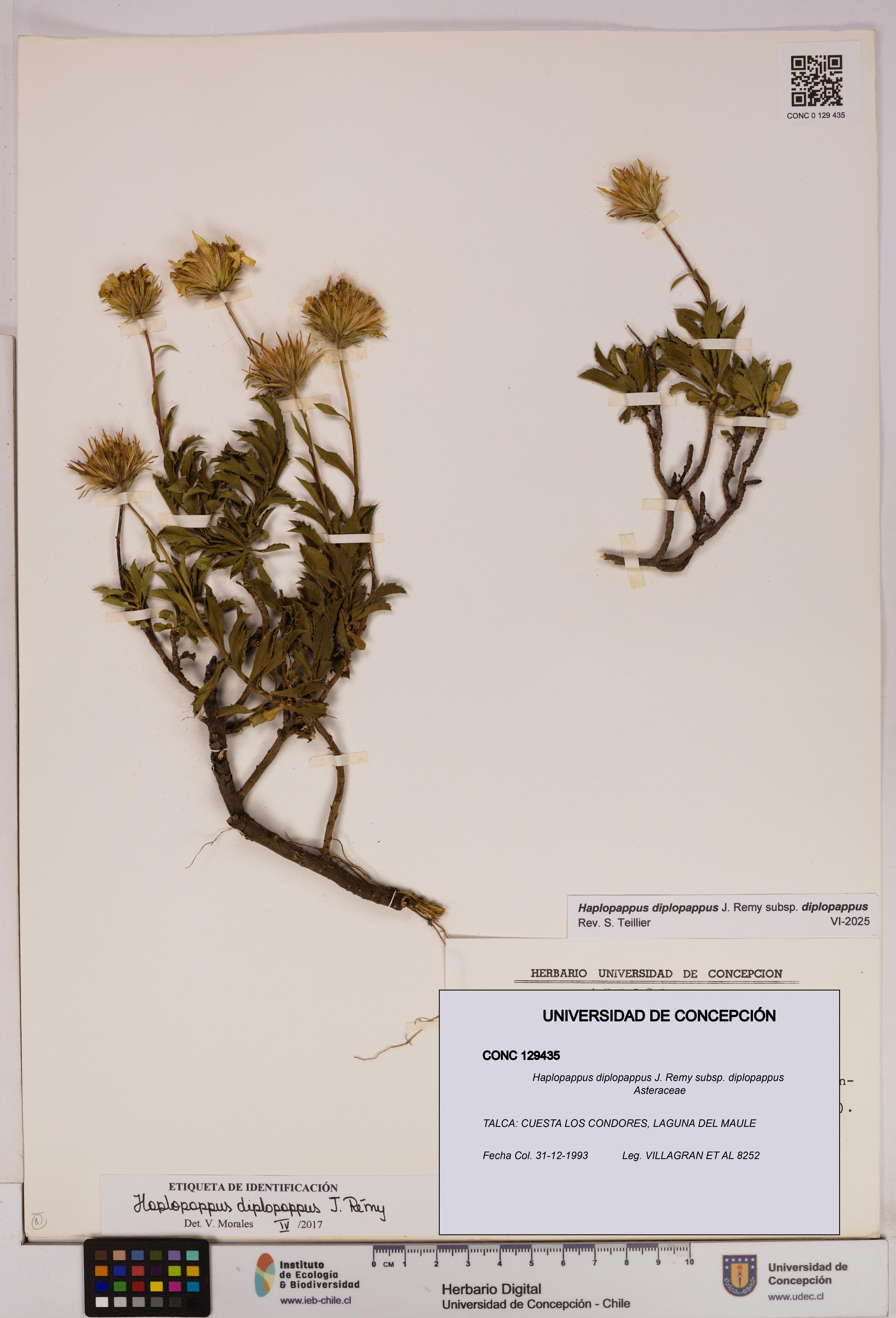 Haplopappus diplopappus subsp. diplopappus [Espécimen: UDEC:CONC:0129435]