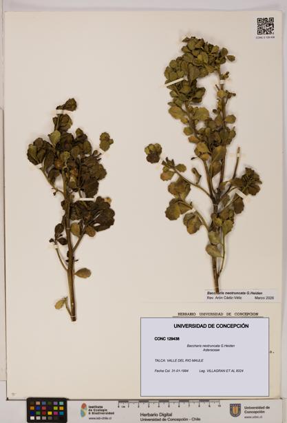 Baccharis neotruncata [Espécimen: UDEC:CONC:0129438]