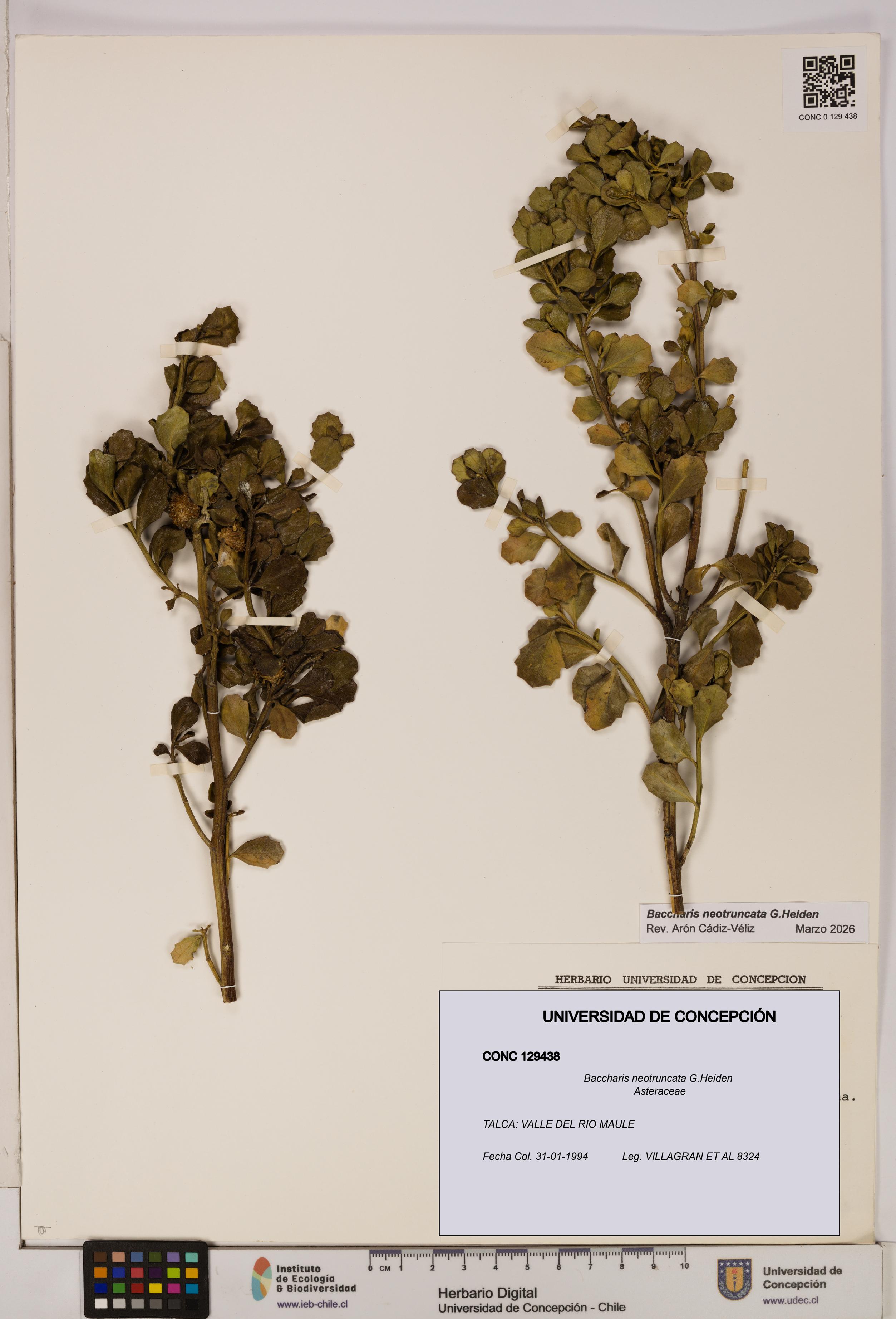 Baccharis neotruncata [Espécimen: UDEC:CONC:0129438]