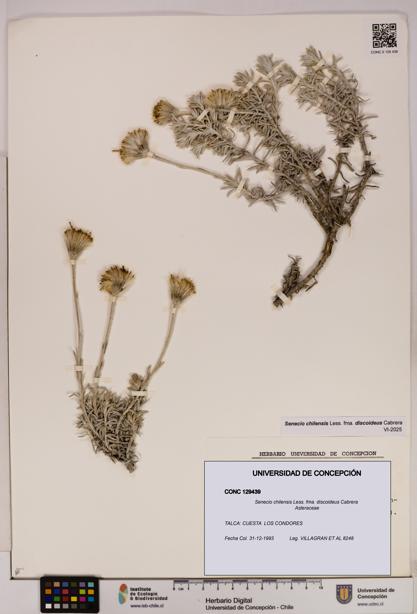 Senecio chilensis fma. discoideus [Espécimen: UDEC:CONC:0129439]