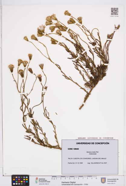Senecio tristis [Espécimen: ]