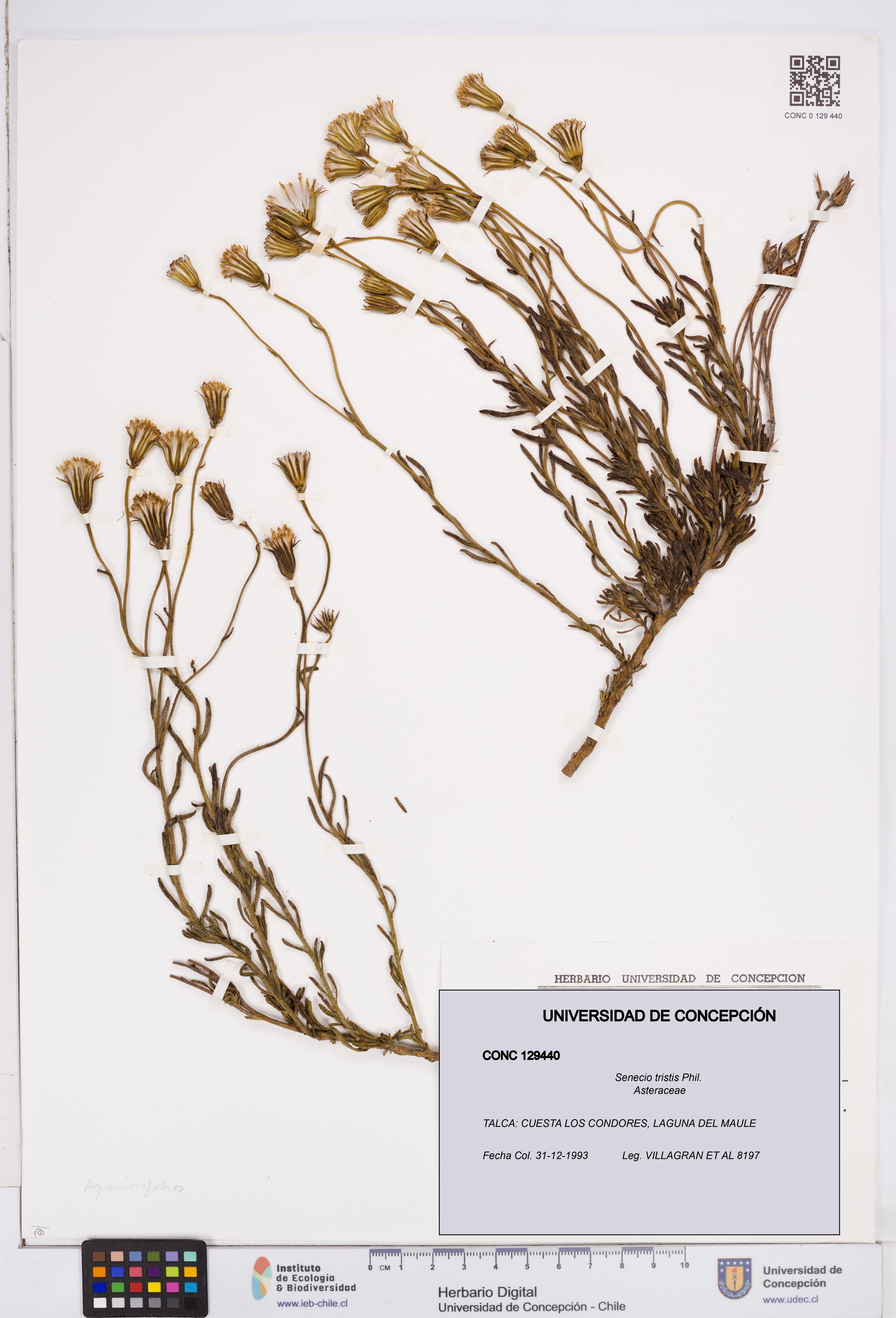 Senecio tristis [Espécimen: ]
