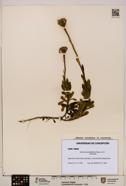 Senecio baccharidifolius [Espécimen: UDEC:CONC:0129446]